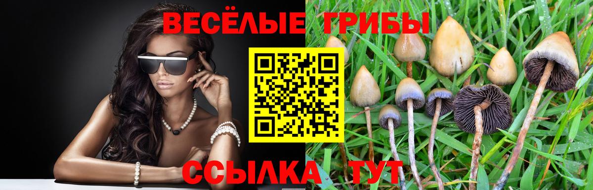 Галлюциногенные грибы Psilocybine cubensis Тара